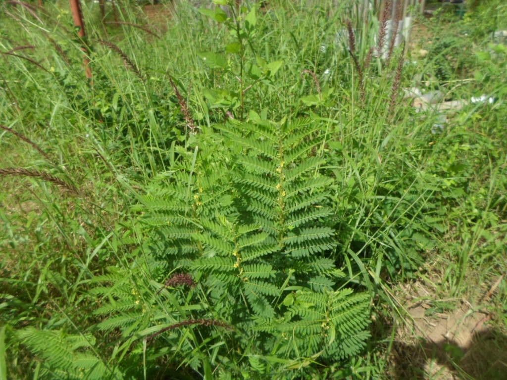 Chamaecrista 2