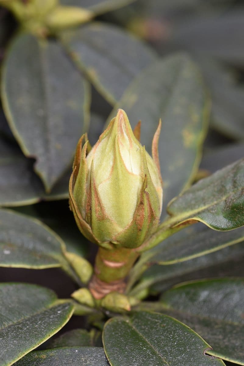 Rododendro 16