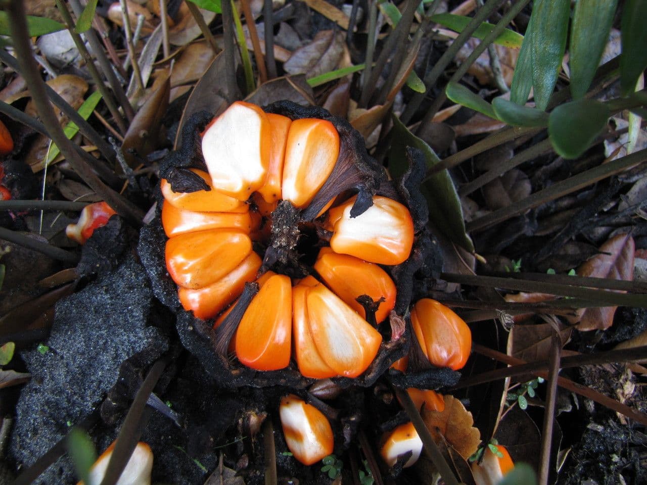 Zamia 3
