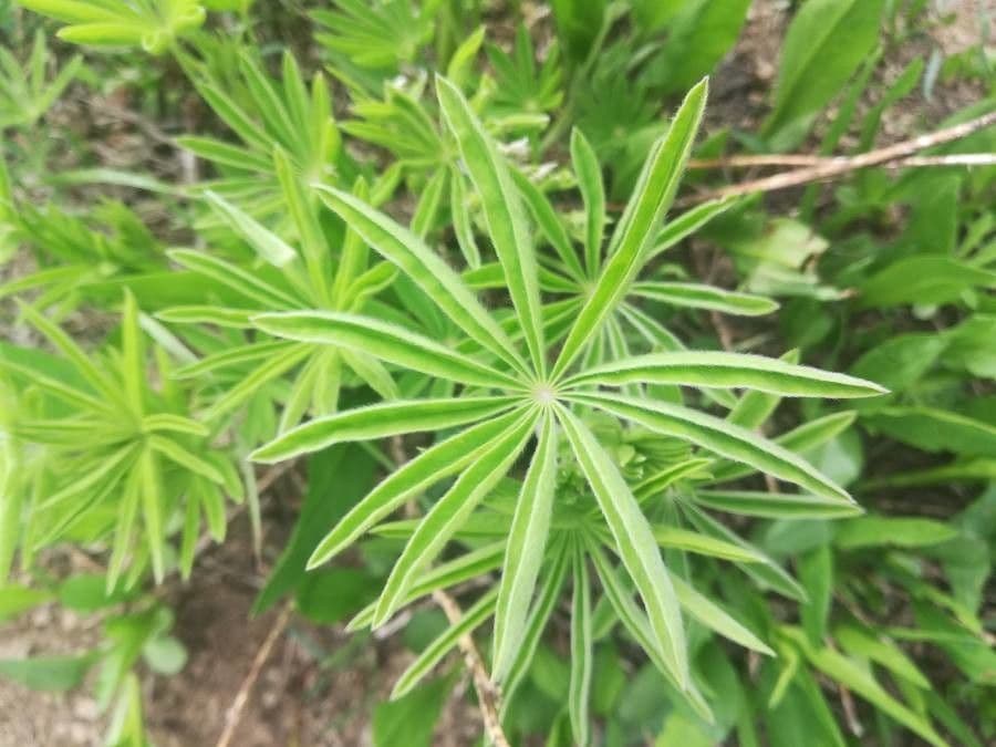 Baum-Lupine 16