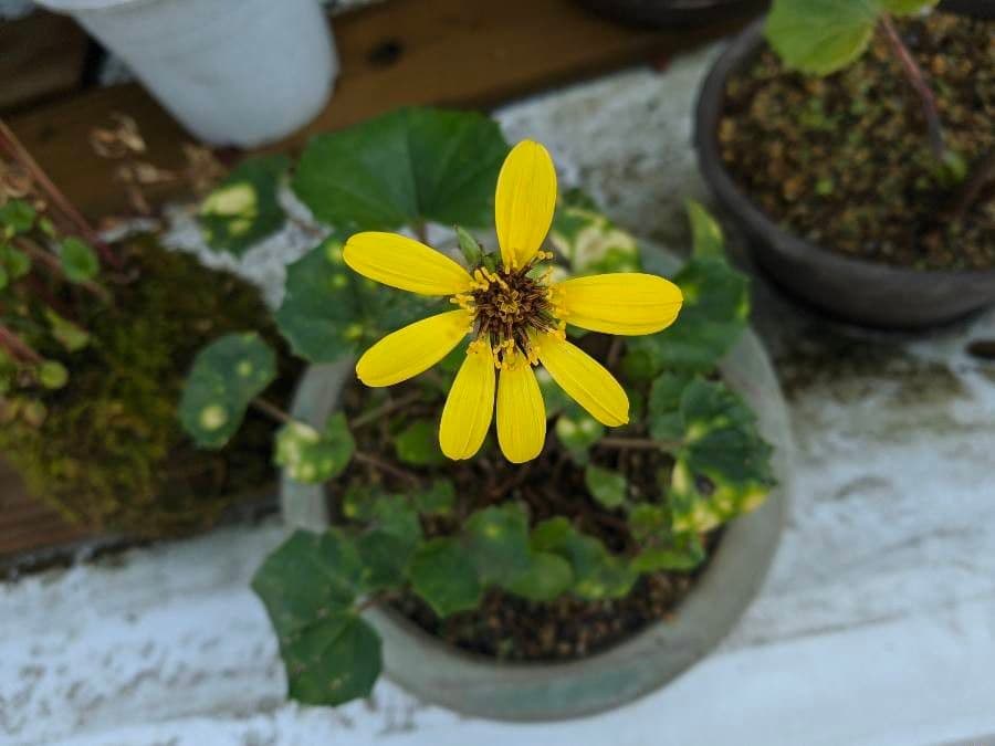 Léopardplant 7