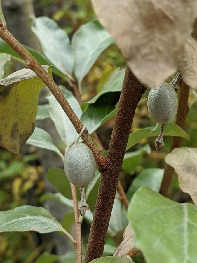 Hlošina stříbrná 4