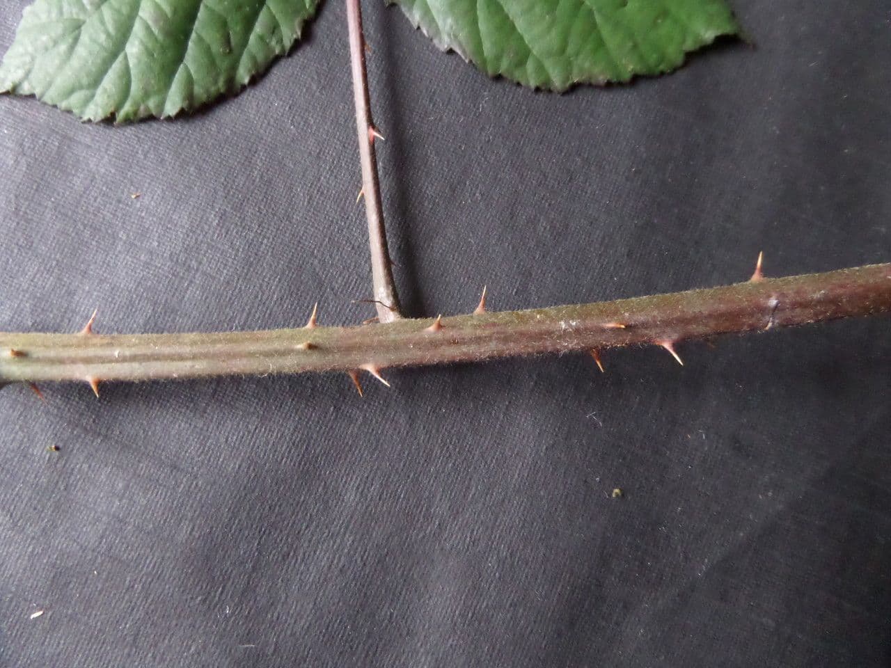 Großblättrige Brombeere 25
