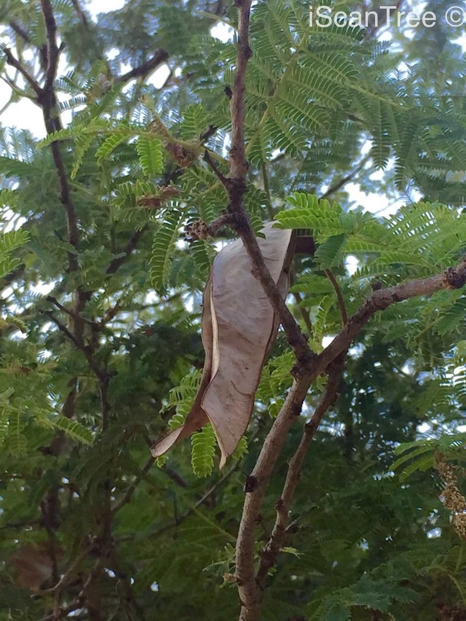 Albizia 10