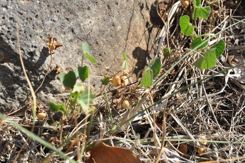 Ipomoea tmavá 2