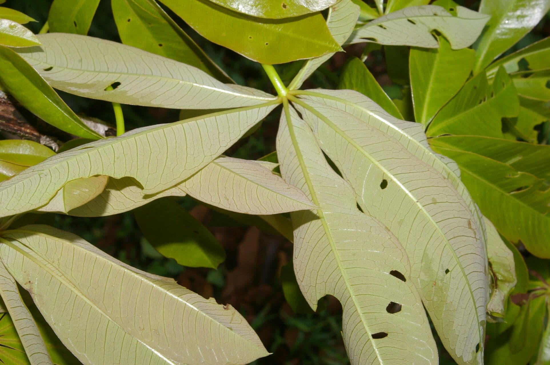 Spirotheca 18