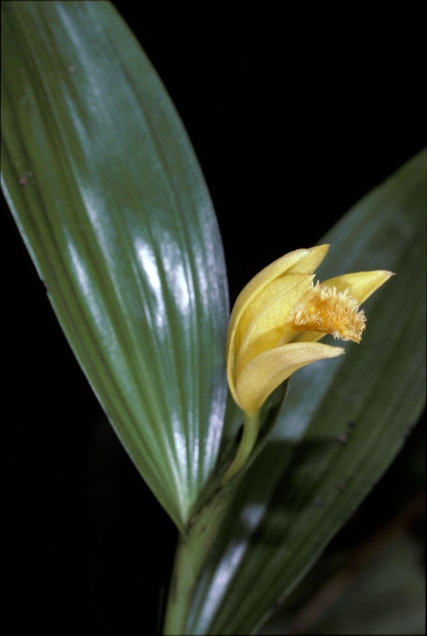 Sobralia 5