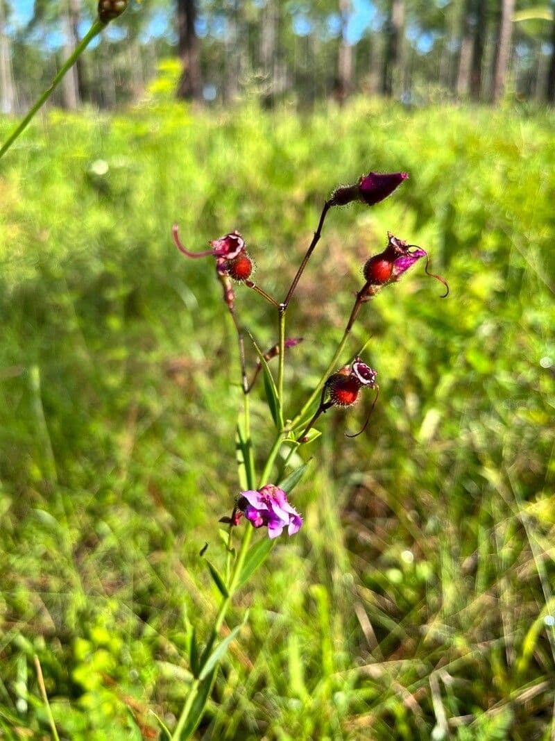 Rhexia alifana