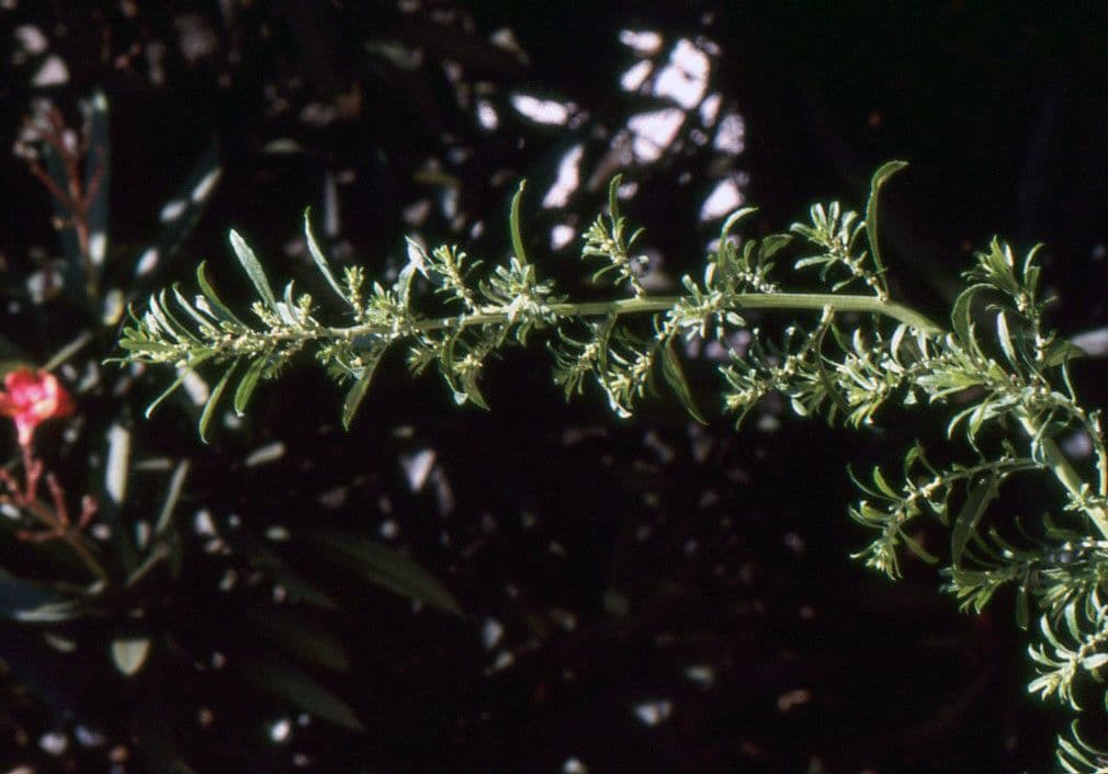 Epazote 11