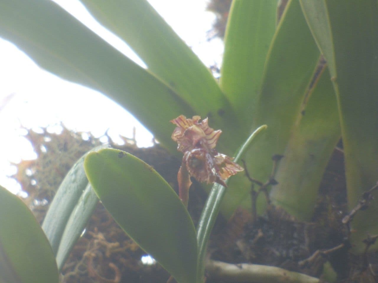 Bulbophyllum