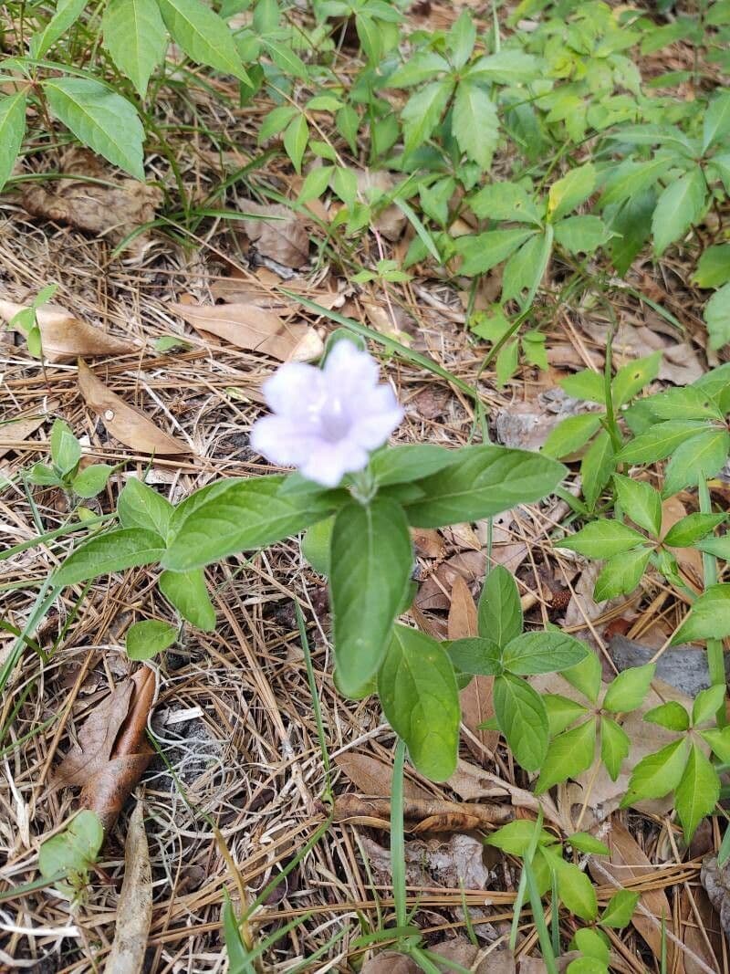 Ruellia 13