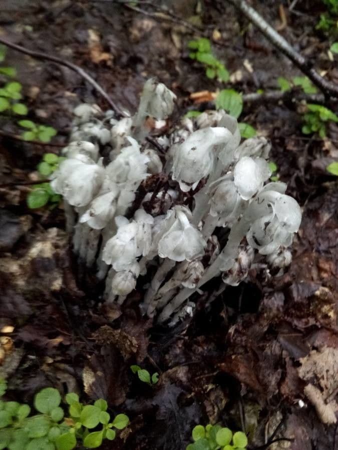 Ipopitide uniflora 26
