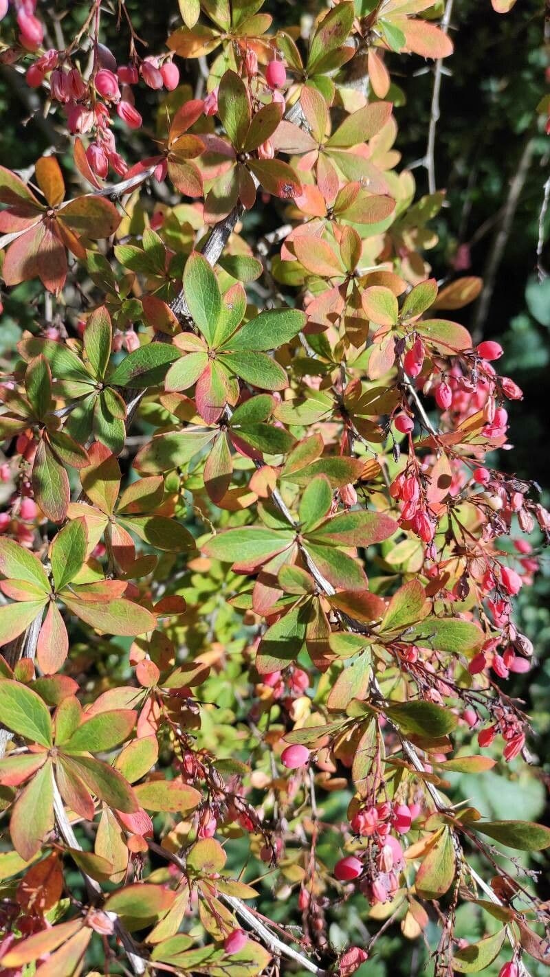 Berberitze 6