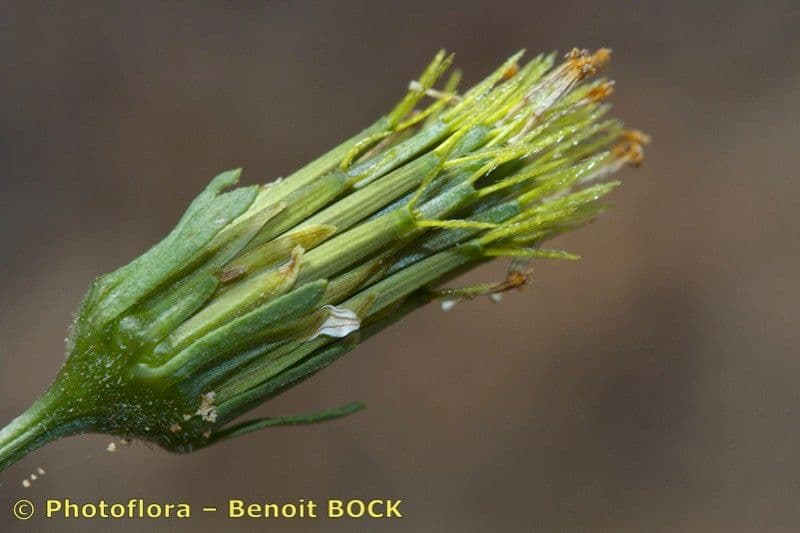 Bidens bipinnata 27