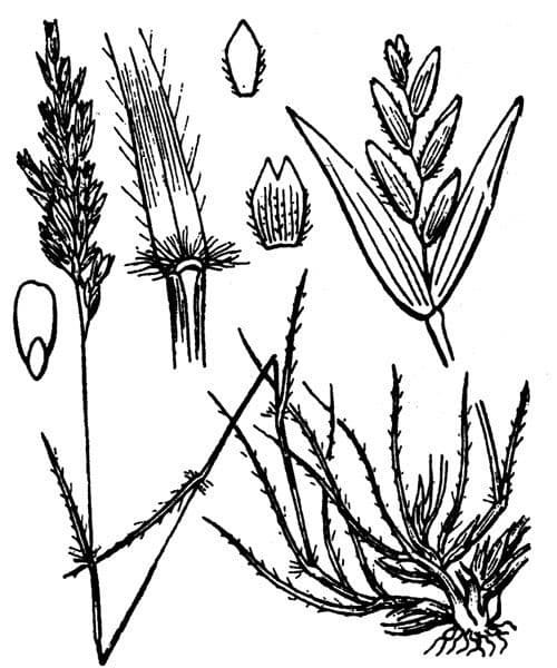 Arabian grass 13