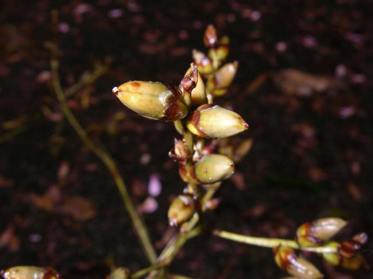 Catopsis