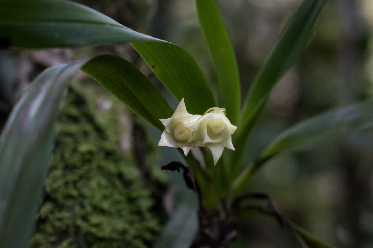 Angraecum