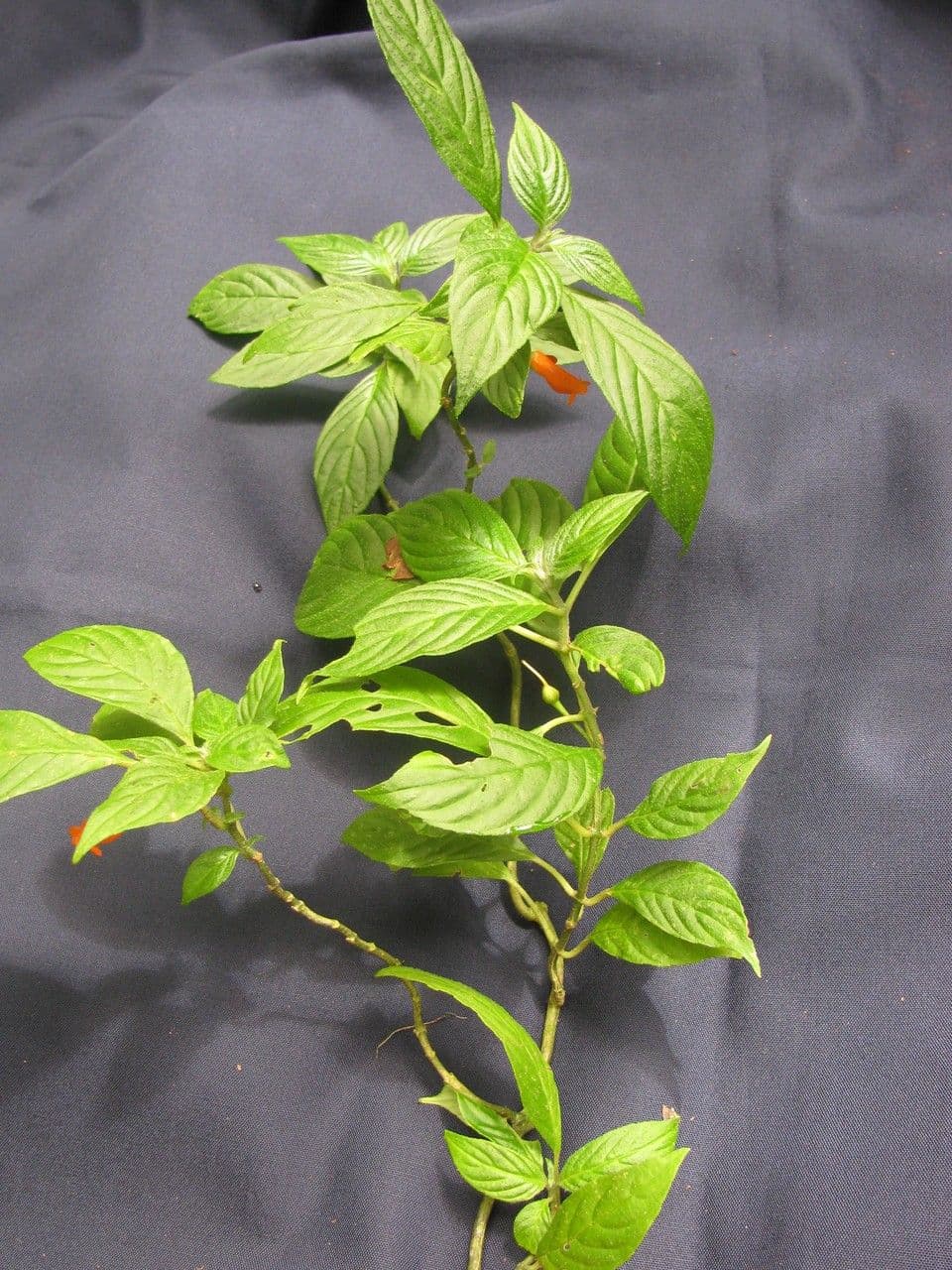 Besleria simile al solano 5
