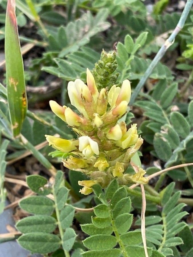 Astragalo ceci 10