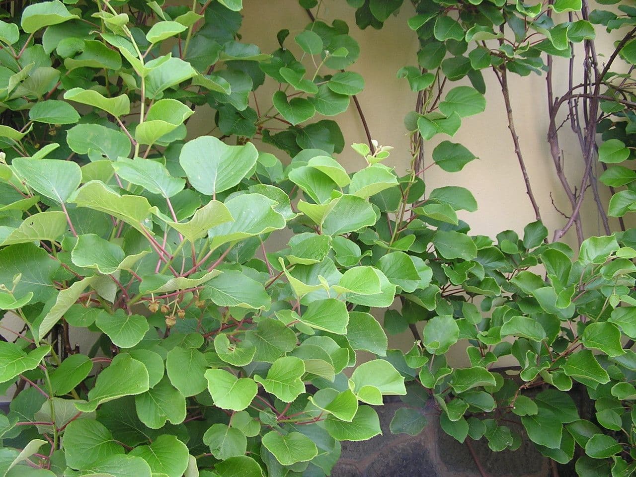 Kiwi dorato 14
