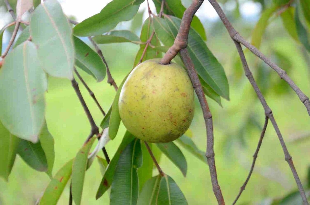 Hancornia 4
