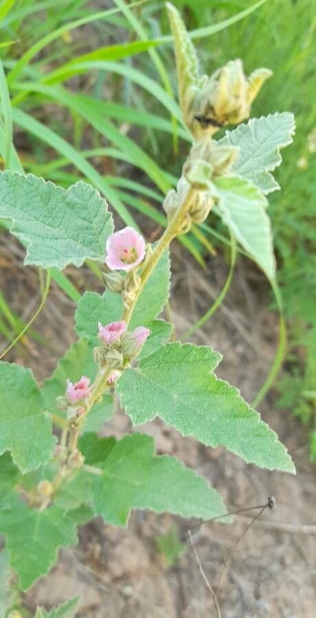 Sphaeralcea 7