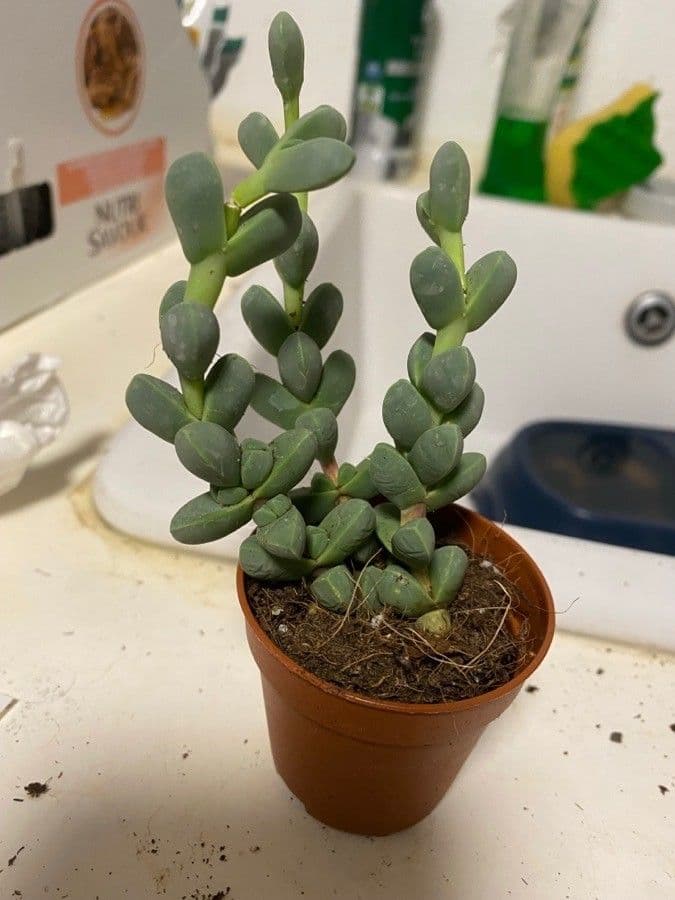 Corpuscularia 13