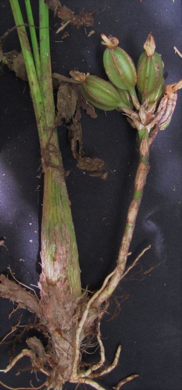 Coeliopsis