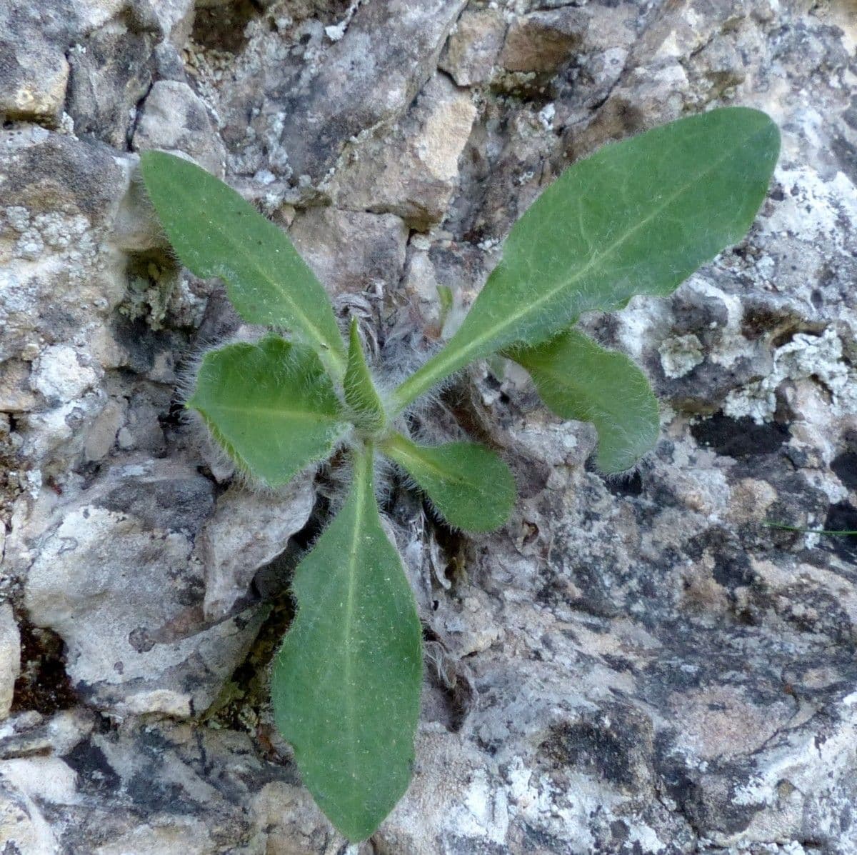 Hieracium 10