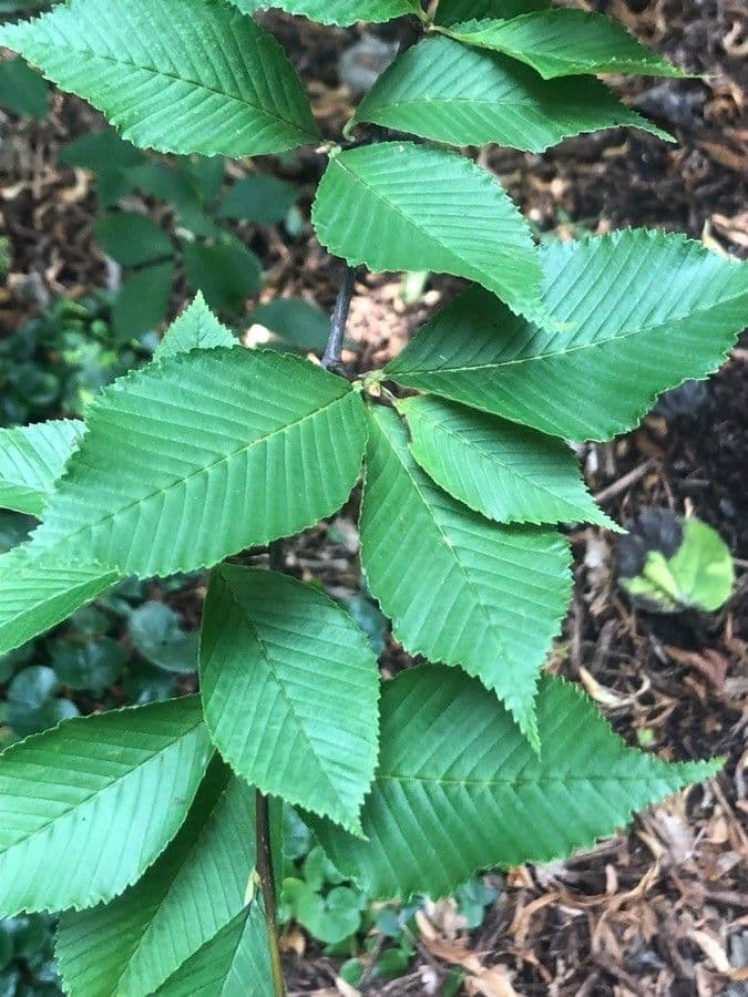 Thomsonaria