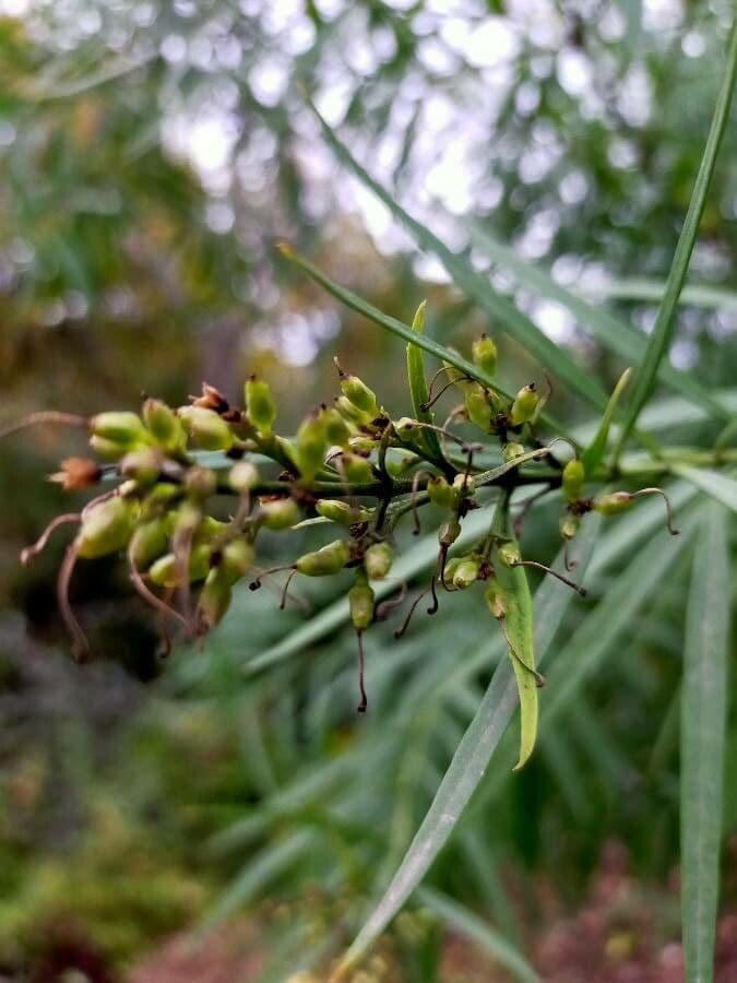 Freylinia