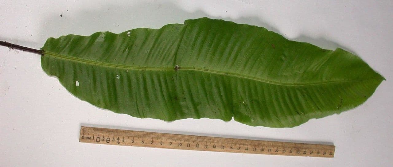 Thelypteris 7