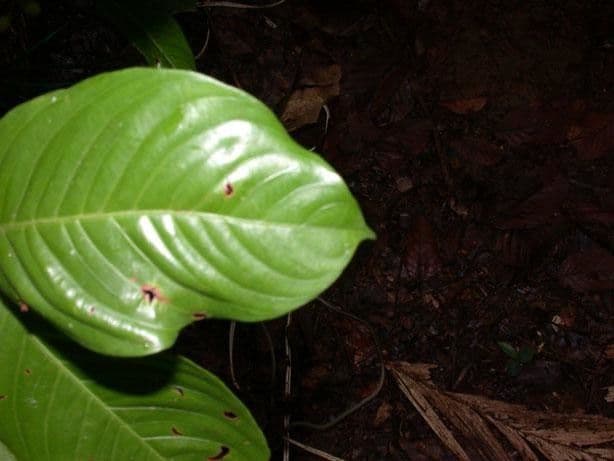 Quiina macrophylla 11