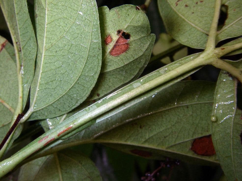 Serjania 5
