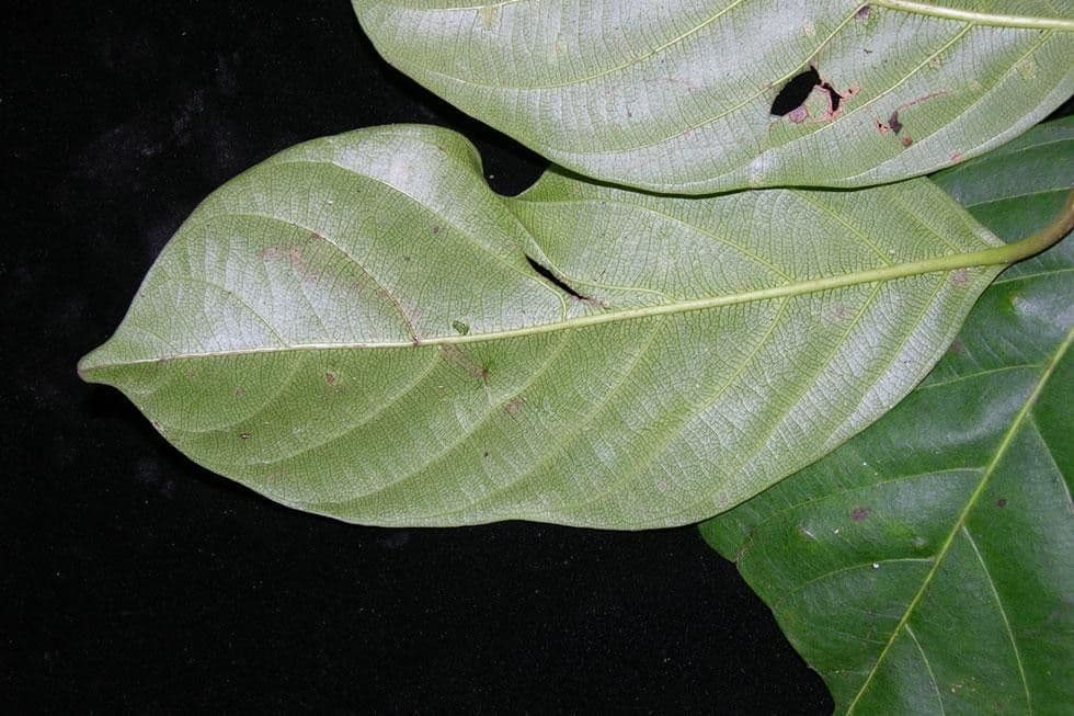 Odontadenia 3