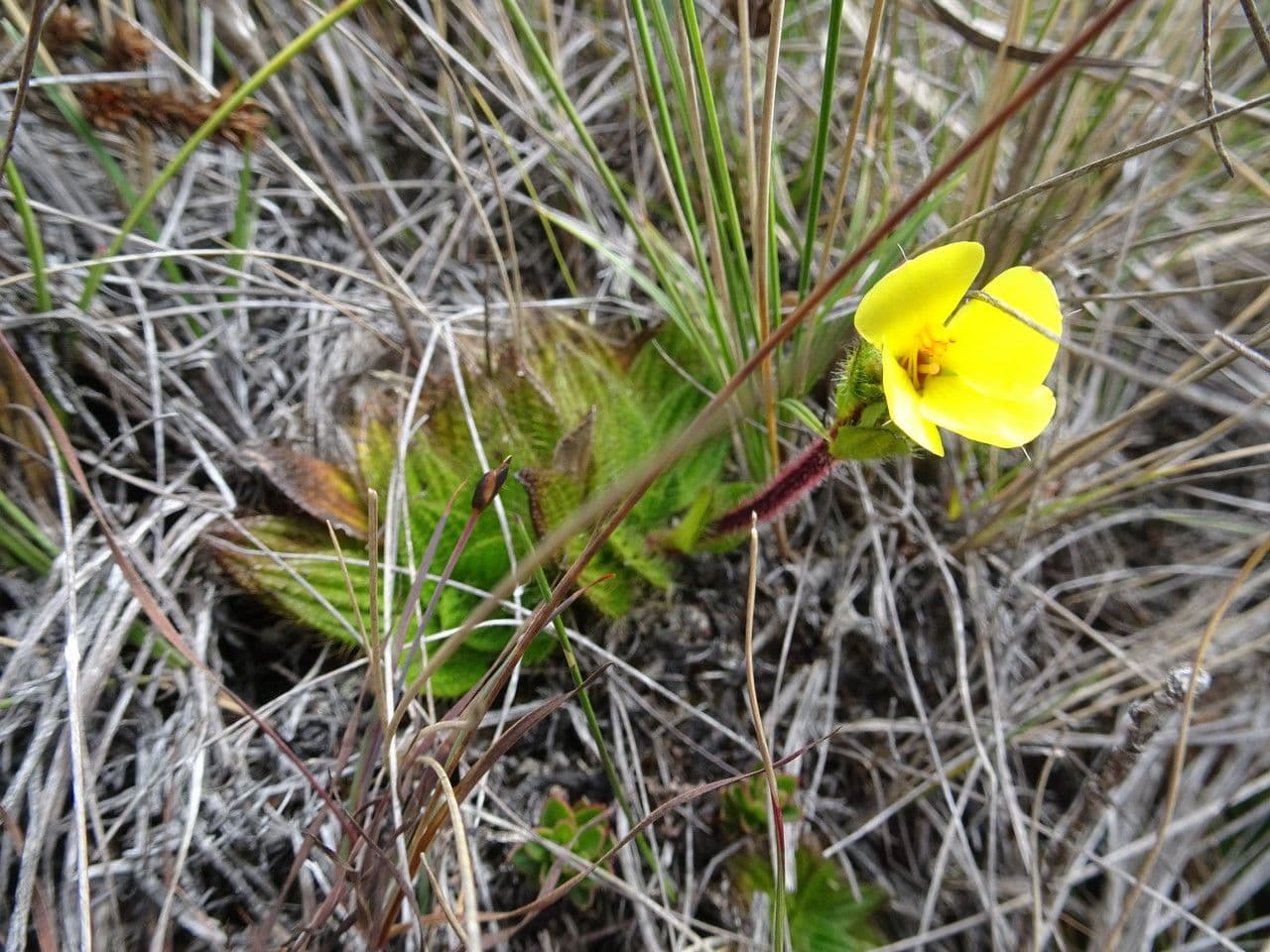 Castratella piloselloides 5