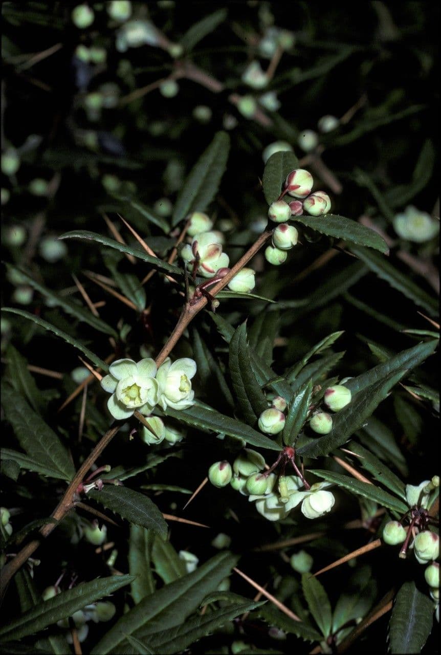 Berberys Sargenta