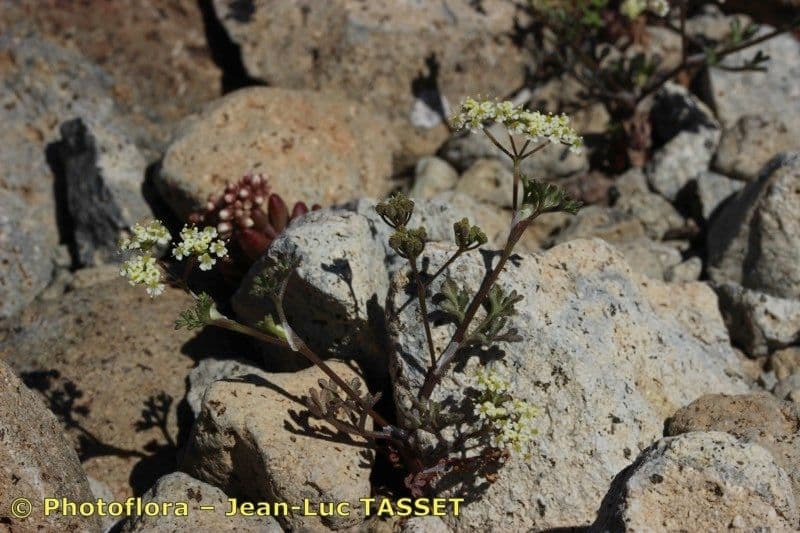 Stoibrax dichotomum 7
