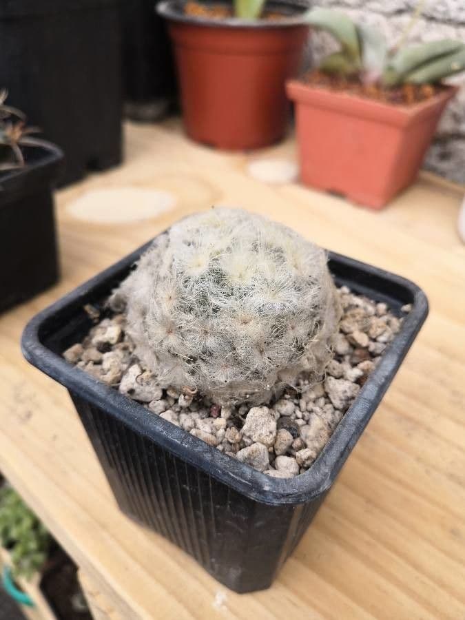 Cactus pluma 8