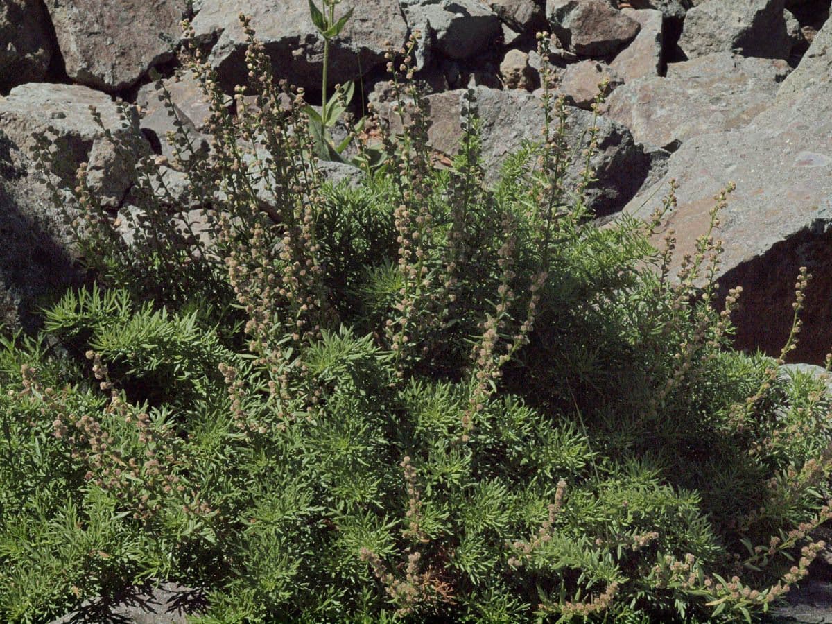 Artemisia 2