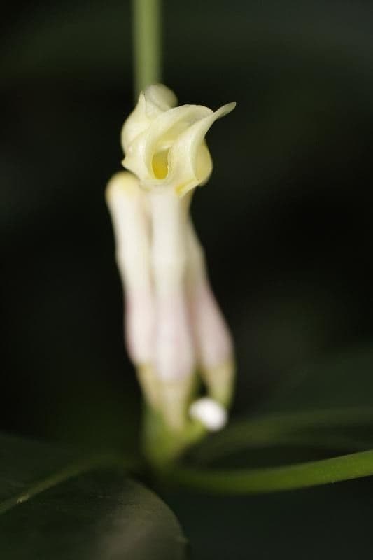 Tabernaemontana 4