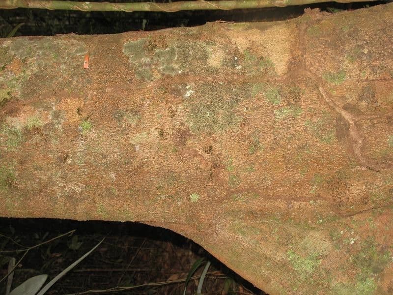 Ocotea 21