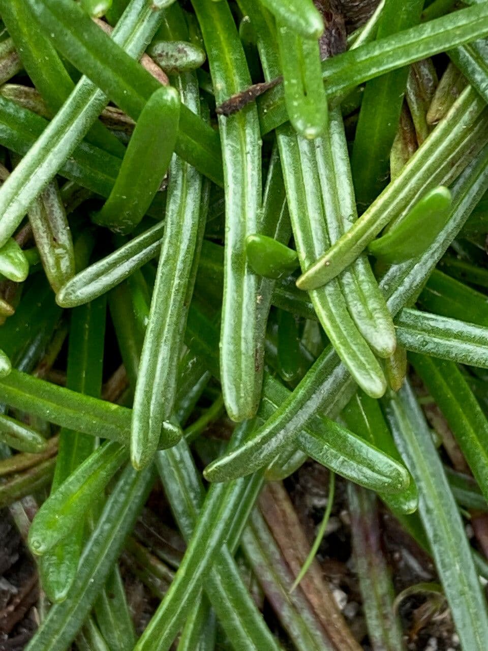 Calandrinia acaulis 16