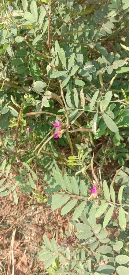 Tephrosia 9