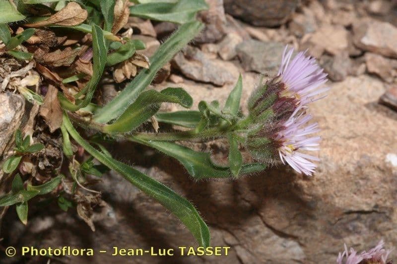 Erigeron 7