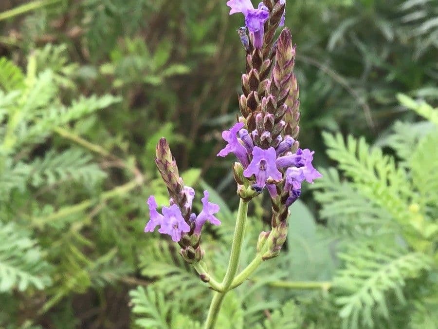 Lavendel 2