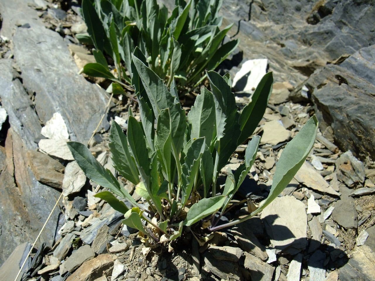 Coincya 14