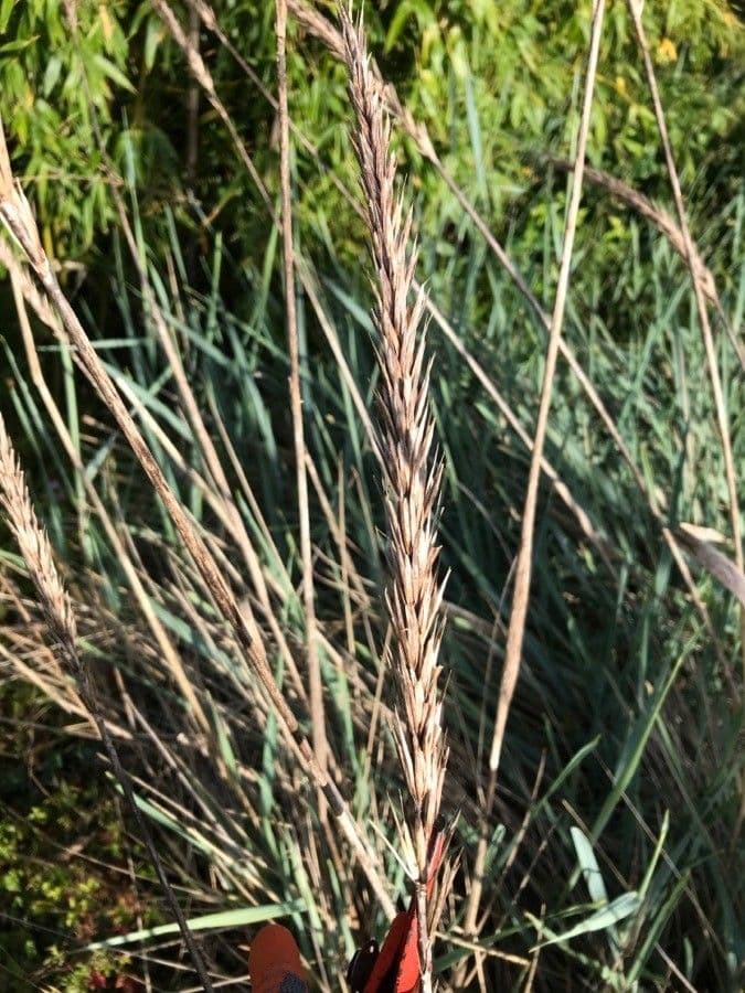 Elimo sabbioso 26