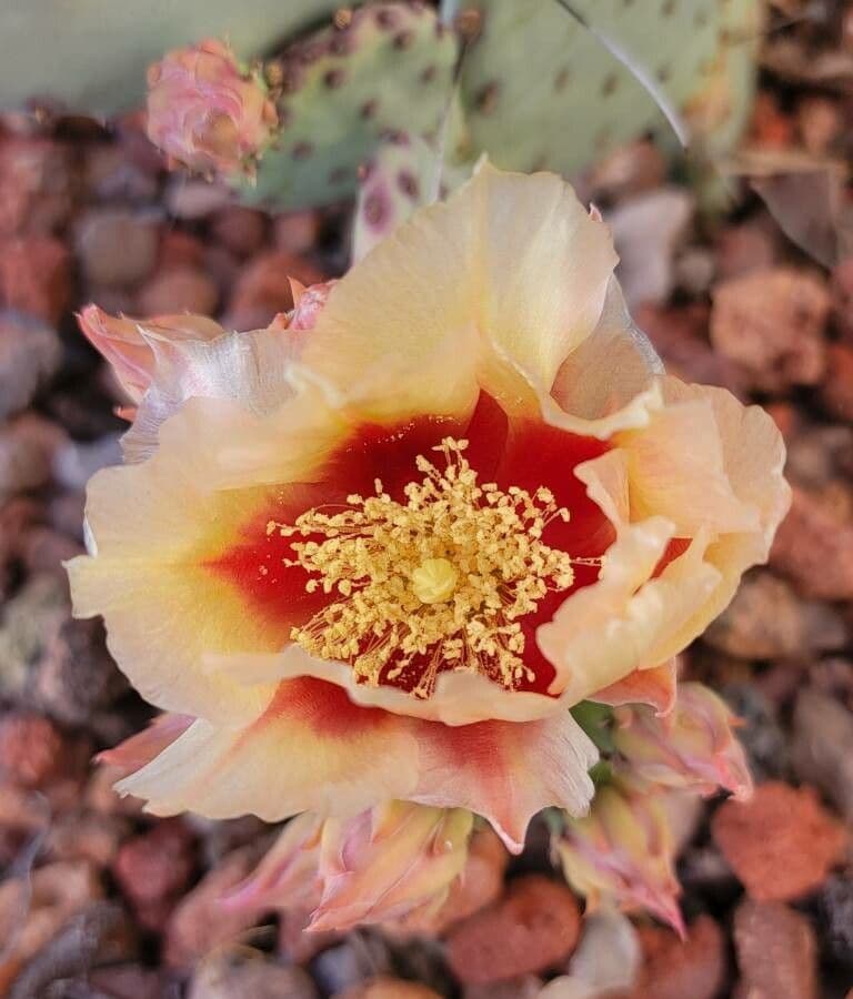 Opuntia macrocentra 10