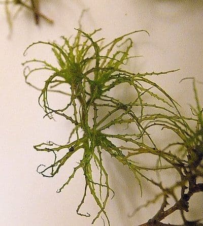 Najade minore 4